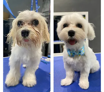 SaliMali.pl - Psi fryzjer, groomer, strzyżenie psów Wrocław